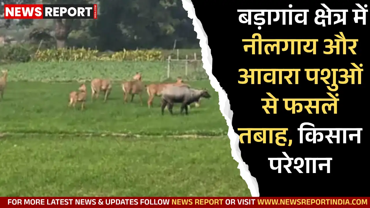 वाराणसी के बड़ागांव क्षेत्र में नीलगाय व आवारा पशुओं के कारण किसानों की फसलें भारी नुकसान झेल रही हैं।