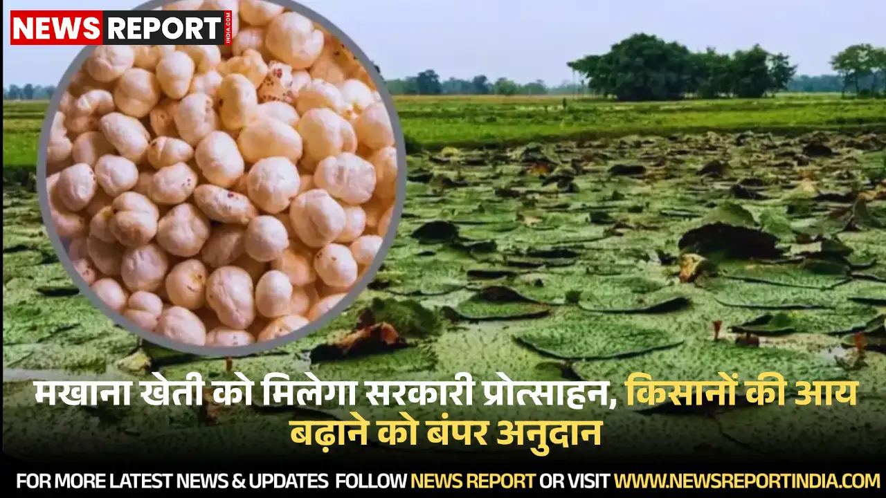 सरकार मखाना उत्पादन को बढ़ावा देने के लिए किसानों को आर्थिक अनुदान और तकनीकी सहायता प्रदान कर रही है, खासकर निचले और जलभराव वाले क्षेत्रों में।