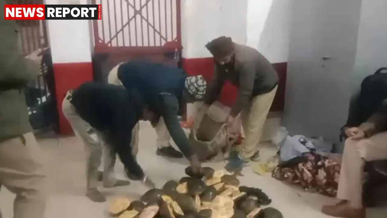 चंदौली: पीडीडीयू जंक्शन पर वन्यजीव तस्करी का खुलासा, जीआरपी ने 80 कछुए किए बरामद चंदौली: पीडीडीयू जंक्शन पर वन्यजीव तस्करी का खुलासा, जीआरपी ने 80 कछुए किए बरामद