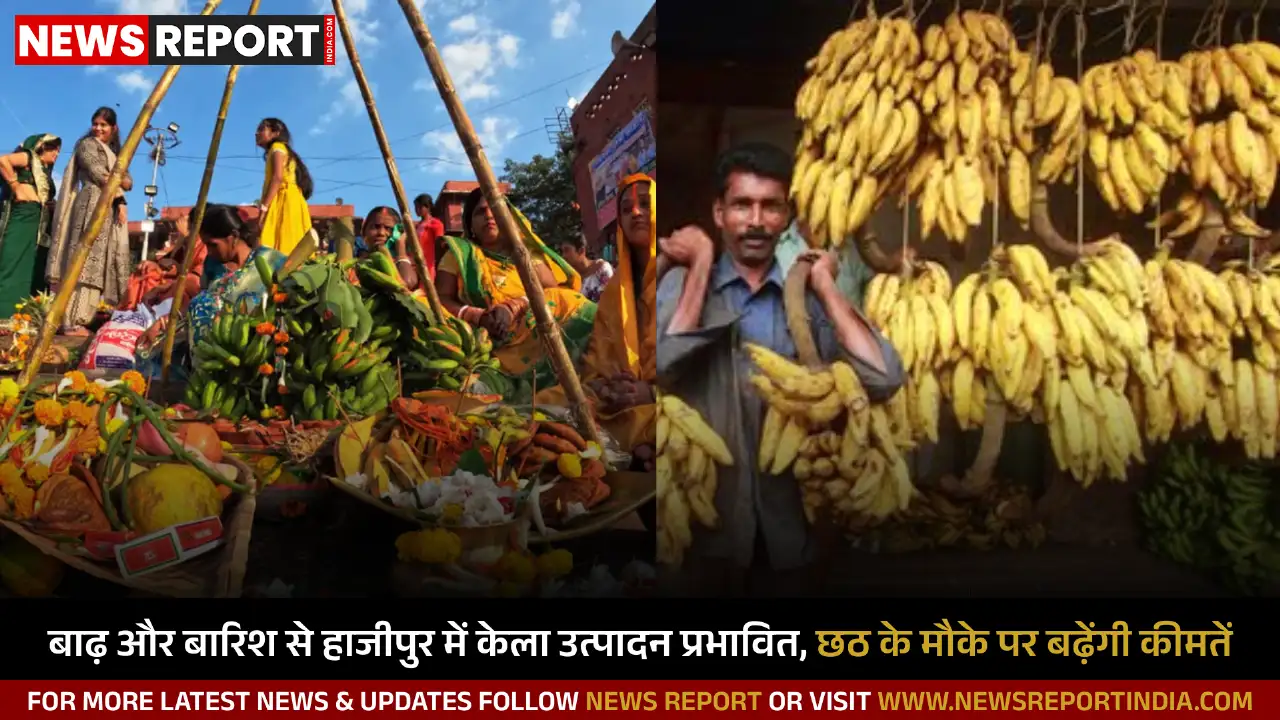 हाजीपुर: लगातार बारिश से केले की खेती को बड़ा नुकसान, किसान कर रहे बीमा की मांग