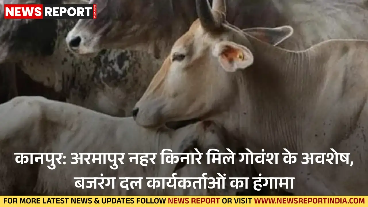 कानपुर के पनकी में अरमापुर नहर किनारे गोवंश के अवशेष मिलने पर बजरंग दल ने विरोध प्रदर्शन किया, जिससे माहौल तनावपूर्ण हो गया।