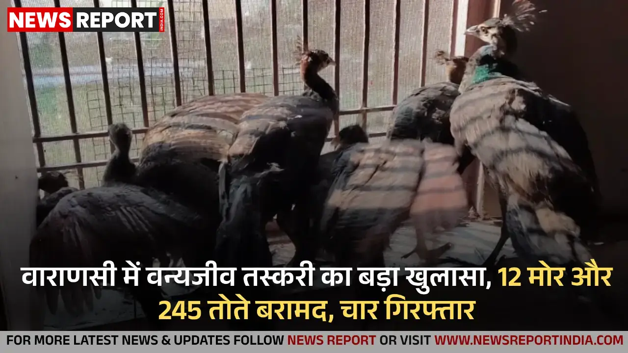 वाराणसी में वन्यजीव तस्करी का बड़ा खुलासा, 12 मोर और 245 तोते बरामद, चार गिरफ्तार