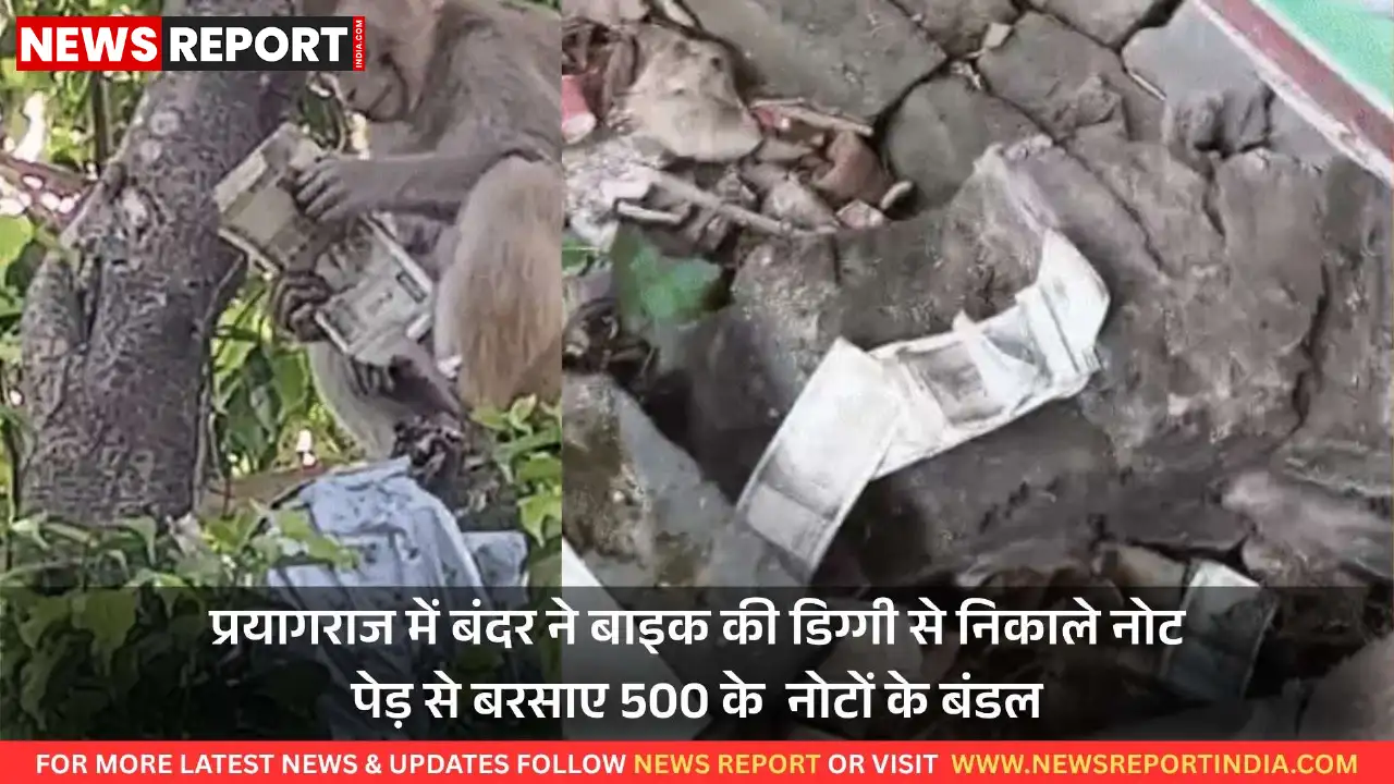 प्रयागराज में बंदर ने बाइक की डिग्गी से निकाले नोट, पेड़ से बरसाए 500 के नोटों के बंडल प्रयागराज में बंदर ने बाइक की डिग्गी से निकाले नोट, पेड़ से बरसाए 500 के नोटों के बंडल