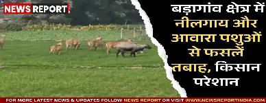 वाराणसी के बड़ागांव क्षेत्र में नीलगाय व आवारा पशुओं के कारण किसानों की फसलें भारी नुकसान झेल रही हैं।