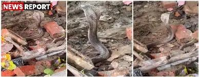 गोरखपुर: नाग देवता के चमत्कार से सुलझा, नीलकंठ महादेव मंदिर भूमि विवाद