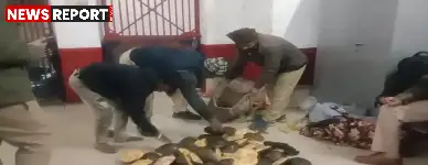 चंदौली: पीडीडीयू जंक्शन पर वन्यजीव तस्करी का खुलासा, जीआरपी ने 80 कछुए किए बरामद