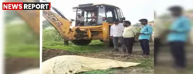 वाराणसी: मृत गाय को दफनाने में प्रशासन की लापरवाही, ग्रामीणों ने निभाई मानवता