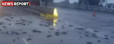 कानपुर में मछलियों से भरी पिकअप पलटी, हाईवे पर मची मछली लूट की होड़