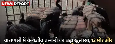 वाराणसी में वन्यजीव तस्करी का बड़ा खुलासा, 12 मोर और 245 तोते बरामद, चार गिरफ्तार