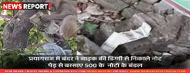 प्रयागराज के सोरांव में बंदर ने बाइक की डिग्गी से रजिस्ट्री के लाखों नोट निकालकर पेड़ से उड़ाए, जिससे हड़कंप मच गया