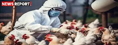 रामपुर में बर्ड फ्लू की पुष्टि के बाद वाराणसी प्रशासन सतर्क, कंट्रोल रूम स्थापित कर निगरानी तेज की गई है।