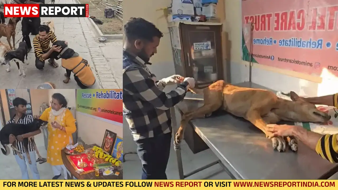 काशी में इंसानियत की मिसाल, श्री काल भैरव डॉग अनाथालय बेसहारा कुत्तों का सहारा काशी में इंसानियत की मिसाल, श्री काल भैरव डॉग अनाथालय बेसहारा कुत्तों का सहारा