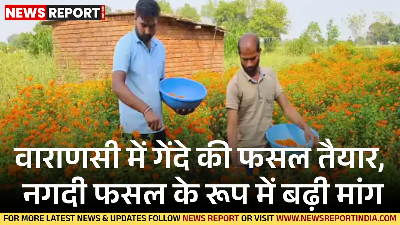 वाराणसी के ग्रामीण इलाकों में गेंदे की खेती से किसानों को बंपर मुनाफा, धान-गेहूं छोड़ा