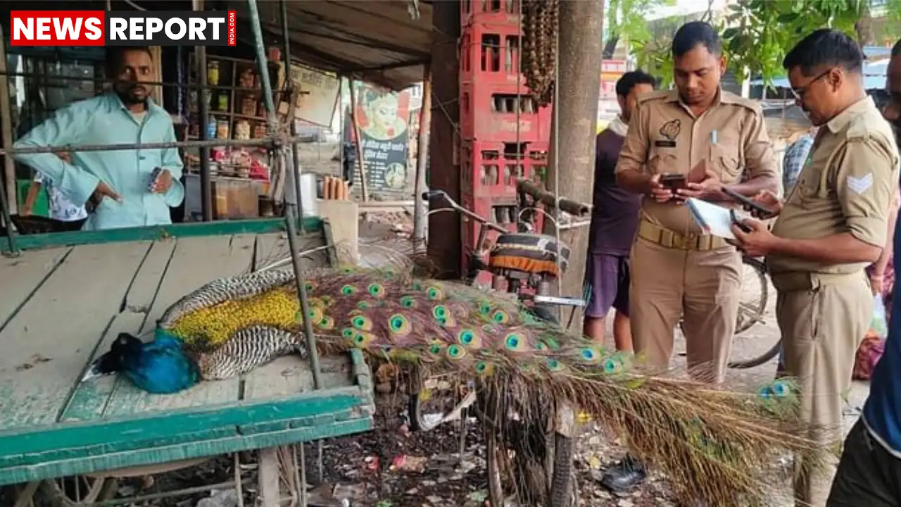 वाराणसी के राजातालाब में शुक्रवार सुबह एक मोर की करंट लगने से दर्दनाक मौत हो गई, वन विभाग ने मौके पर पहुंचकर शव को कब्जे में लिया और वन्यजीव संरक्षण अधिनियम के तहत अंतिम संस्कार किया।