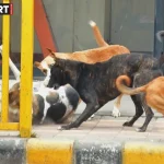 मुरादाबाद के काजीपुरा गांव में आवारा कुत्तों के हमले के बाद घटनास्थल के पास जुटे ग्रामीण