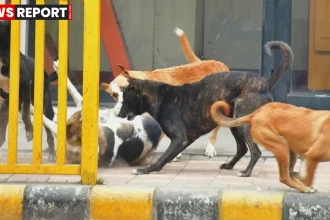 मुरादाबाद के काजीपुरा गांव में आवारा कुत्तों के हमले के बाद घटनास्थल के पास जुटे ग्रामीण