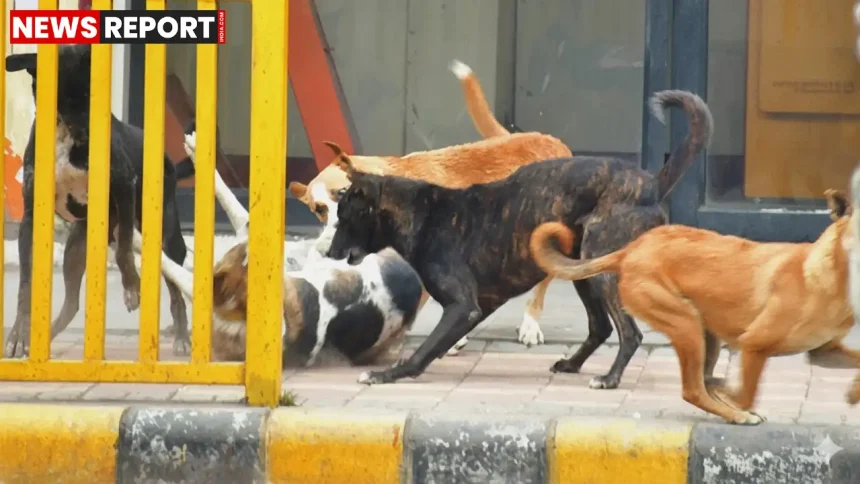 मुरादाबाद के काजीपुरा गांव में आवारा कुत्तों के हमले के बाद घटनास्थल के पास जुटे ग्रामीण