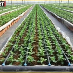 सीतापुर में PMKSY के तहत खेत में ड्रिप और स्प्रिंकलर सिंचाई प्रणाली