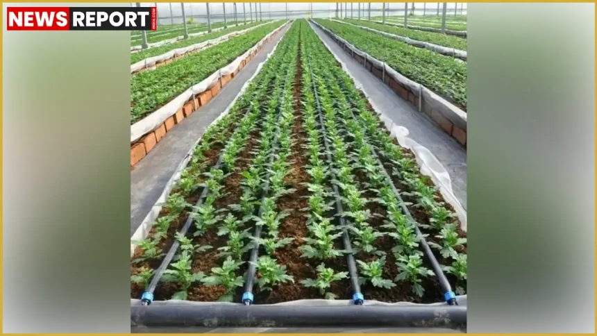 सीतापुर में PMKSY के तहत खेत में ड्रिप और स्प्रिंकलर सिंचाई प्रणाली