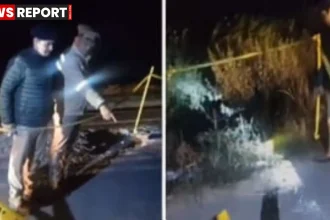 सोनभद्र घोरावल में गो-तस्करी के खिलाफ पुलिस मुठभेड़, पिकअप और बरामद गोवंश