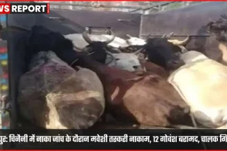 चिनैनी नाका जांच में ऊधमपुर पुलिस द्वारा 12 गोवंश बरामद, वाहन जब्त