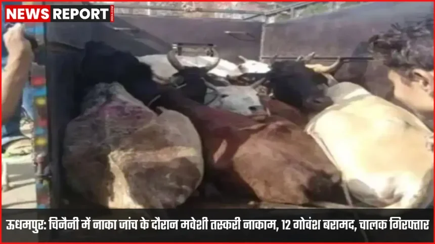 चिनैनी नाका जांच में ऊधमपुर पुलिस द्वारा 12 गोवंश बरामद, वाहन जब्त