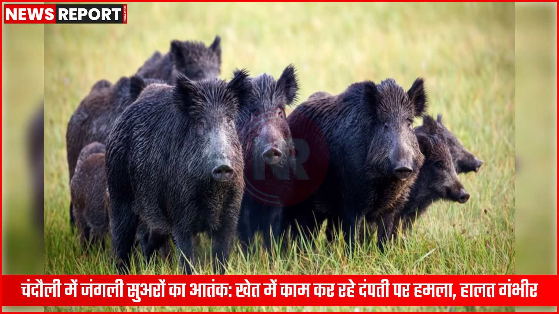 खेत में जंगली सुअर के हमले से घायल पड़े दंपती, आसपास खड़े ग्रामीण