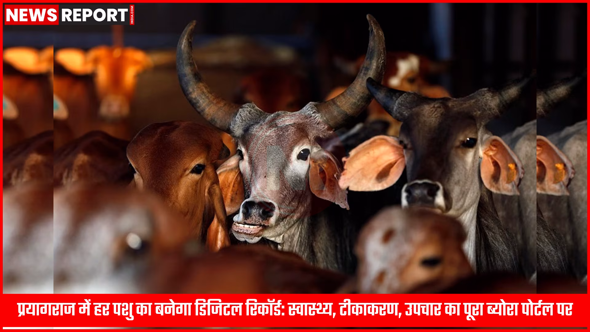 एक किसान अपने पशुओं के साथ, जिसमें एक पशु का डिजिटल रिकॉर्ड टैबलेट पर दर्ज किया जा रहा है।