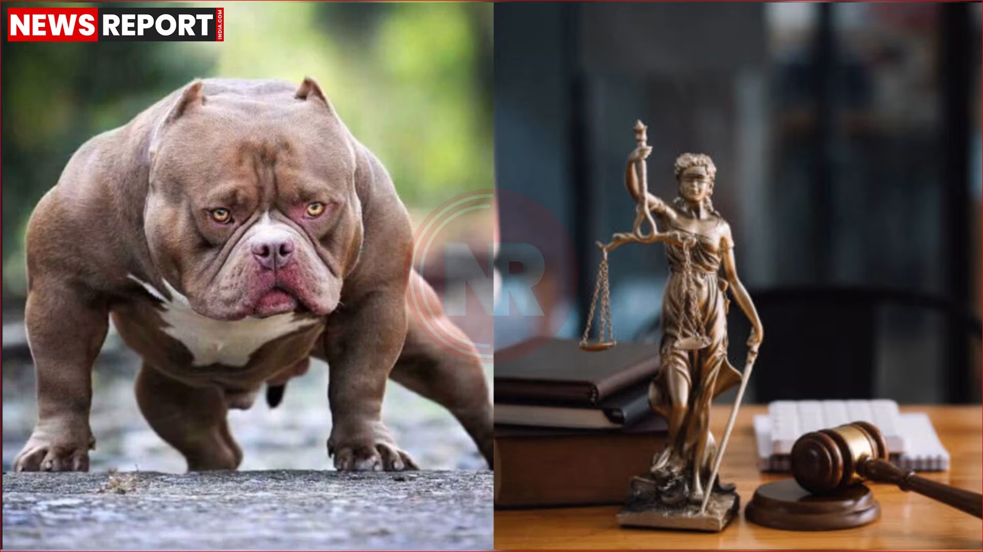हाई कोर्ट भवन के साथ अवैध डॉग फाइटिंग पर फैसले को दर्शाती प्रतीकात्मक तस्वीर