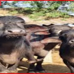 जौनपुर में ऑनलाइन भैंस खरीदने के बहाने युवक से लूट और मारपीट की सांकेतिक तस्वीर