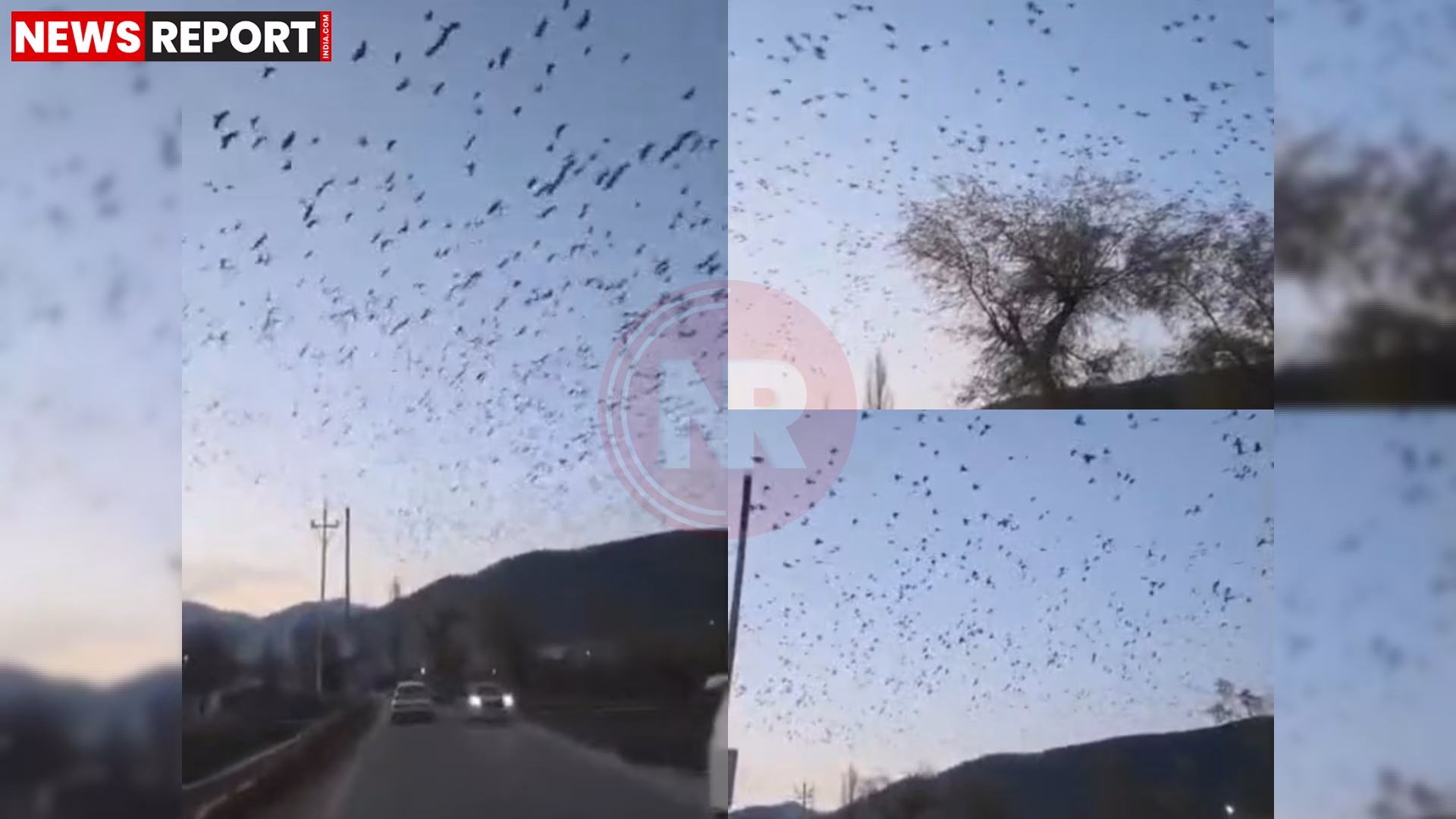 कश्मीर में आसमान में उड़ते हुए कौवों का बड़ा झुंड