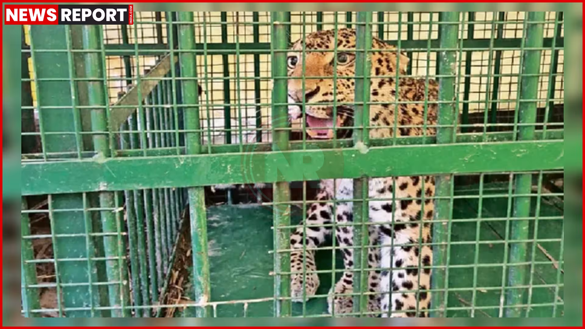 वन विभाग द्वारा पकड़ी गई मादा तेंदुआ पिंजरे में