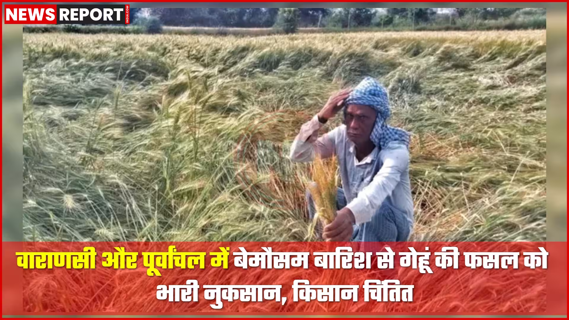 बारिश के बाद खेत में गिरी गेहूं की फसल