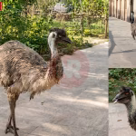 बहू बेगम मकबरा परिसर में घूमता ऑस्ट्रेलियाई इमू पक्षी