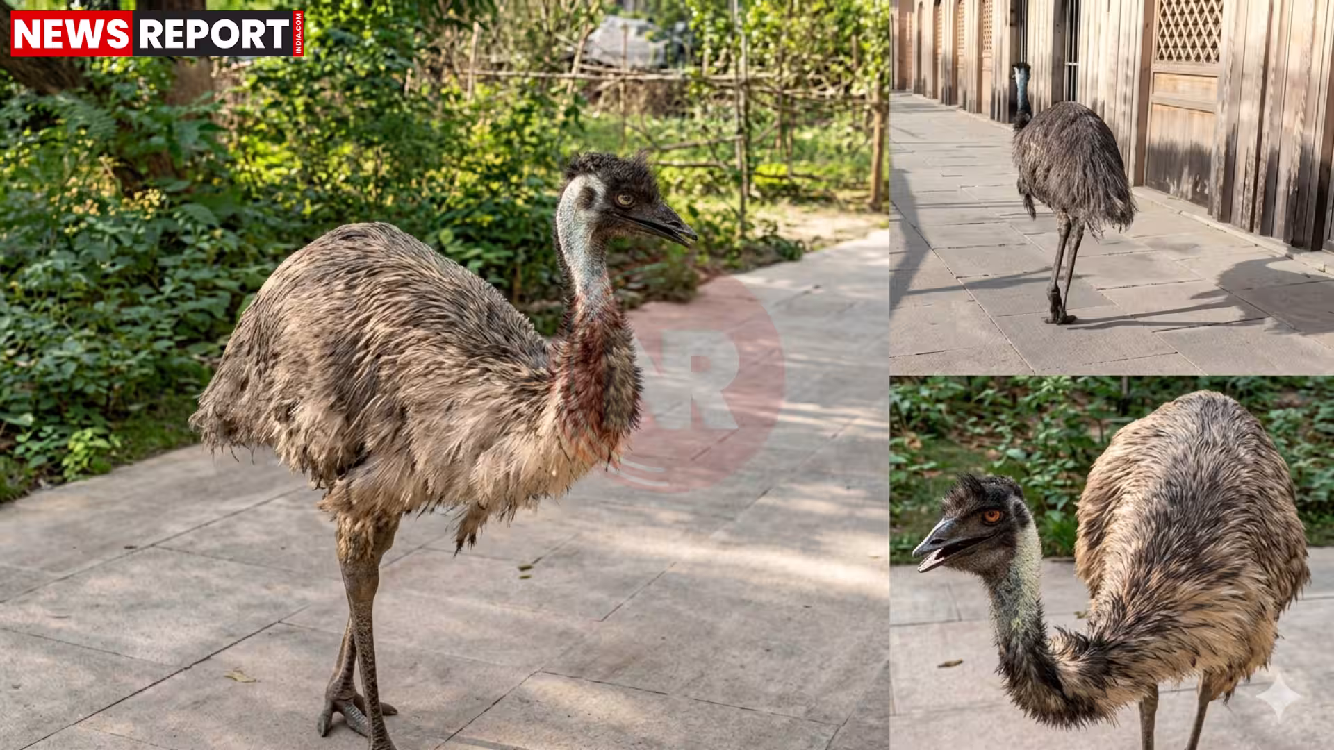 बहू बेगम मकबरा परिसर में घूमता ऑस्ट्रेलियाई इमू पक्षी