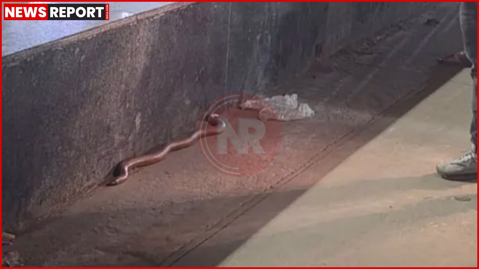 पीडीडीयू जंक्शन के वाहन स्टैंड के पास दिखा विशाल सांप और डरे हुए यात्री