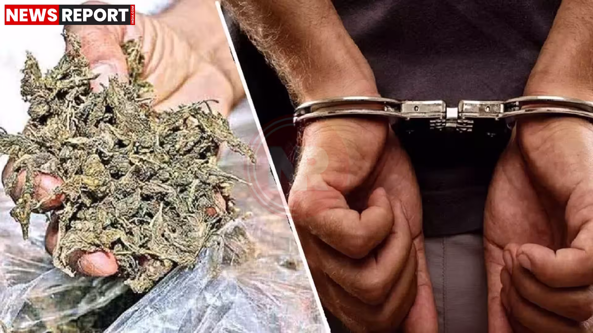 पुलिस द्वारा बरामद गांजे के ढेर और गिरफ्तार किए गए तस्करों की तस्वीर