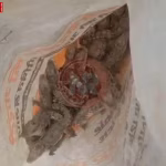 सोनभद्र के चेक डैम में मिले 35 शिशु मगरमच्छों का रेस्क्यू करते वन विभाग के अधिकारी और ग्रामीण