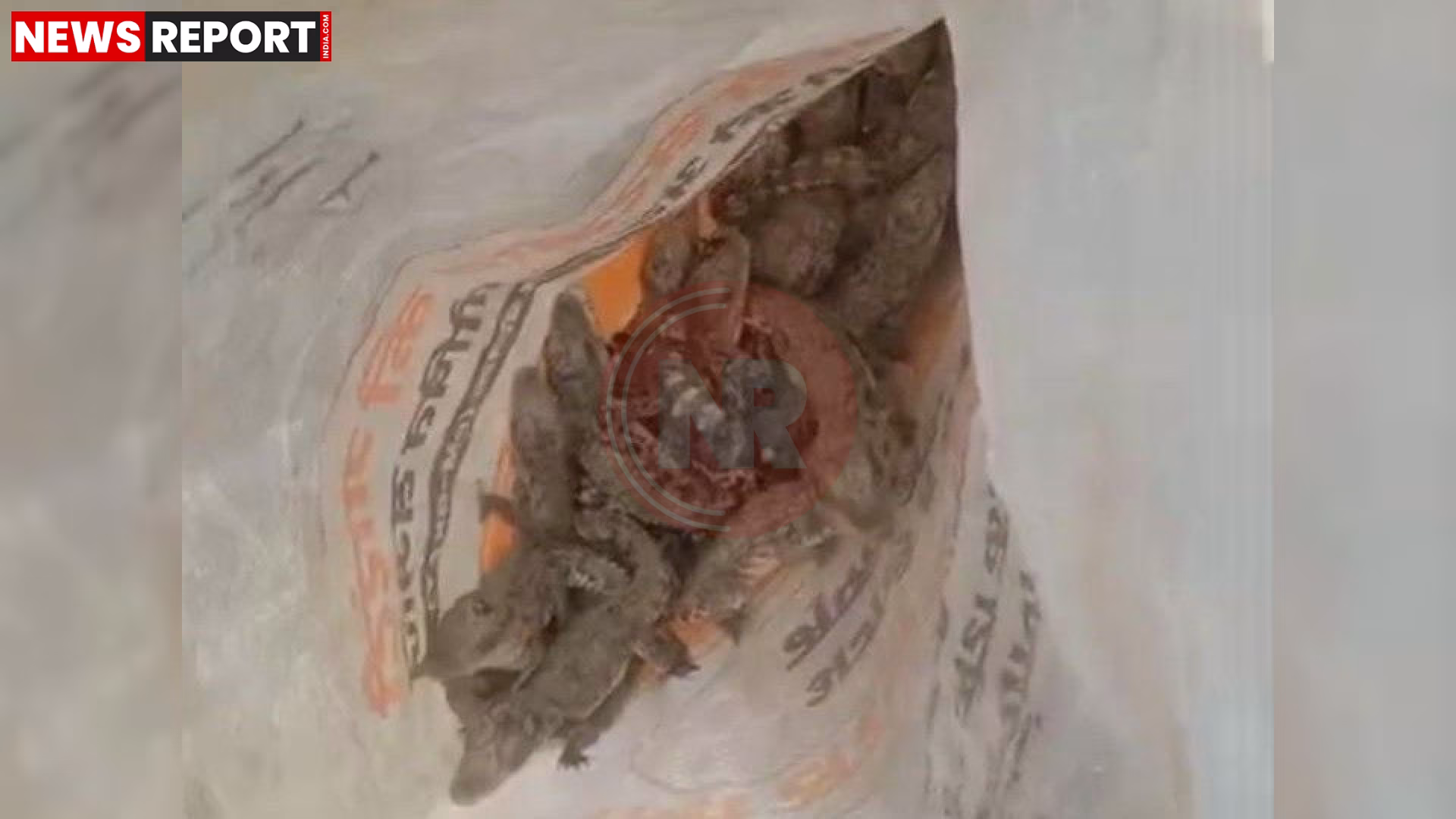 सोनभद्र के चेक डैम में मिले 35 शिशु मगरमच्छों का रेस्क्यू करते वन विभाग के अधिकारी और ग्रामीण