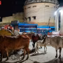 रामनगर की सड़क पर रात में बैठे आवारा पशु और उनके कारण बाधित यातायात