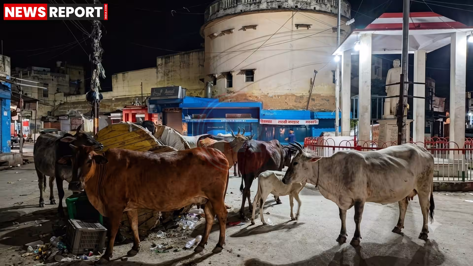 रामनगर की सड़क पर रात में बैठे आवारा पशु और उनके कारण बाधित यातायात