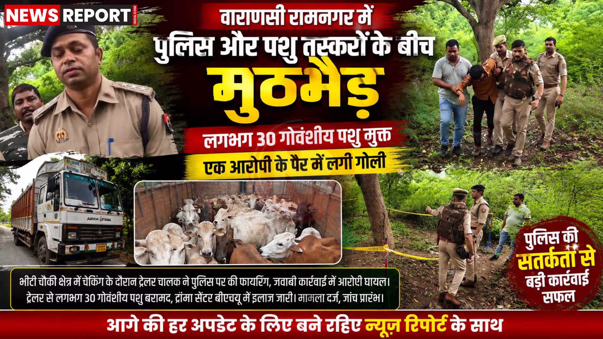 वाराणसी में पुलिस मुठभेड़ के बाद घायल पशु तस्कर और मुक्त कराए गए गोवंशीय पशु।