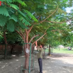 युवा समाजसेवी शुभम सिंह रक्षाबंधन पर पौधे को रक्षासूत्र बांधते हुए