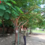 युवा समाजसेवी शुभम सिंह रक्षाबंधन पर पौधे को रक्षासूत्र बांधते हुए