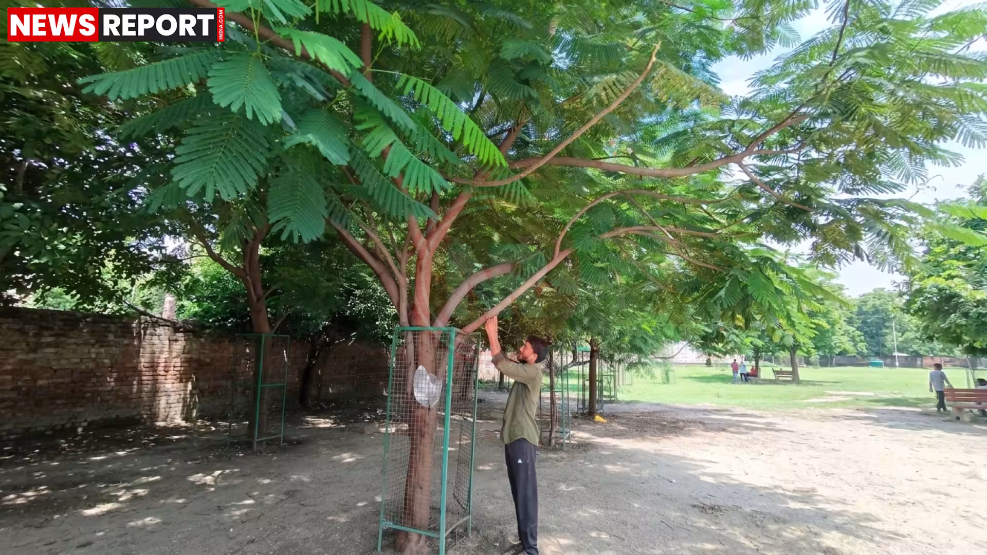 युवा समाजसेवी शुभम सिंह रक्षाबंधन पर पौधे को रक्षासूत्र बांधते हुए