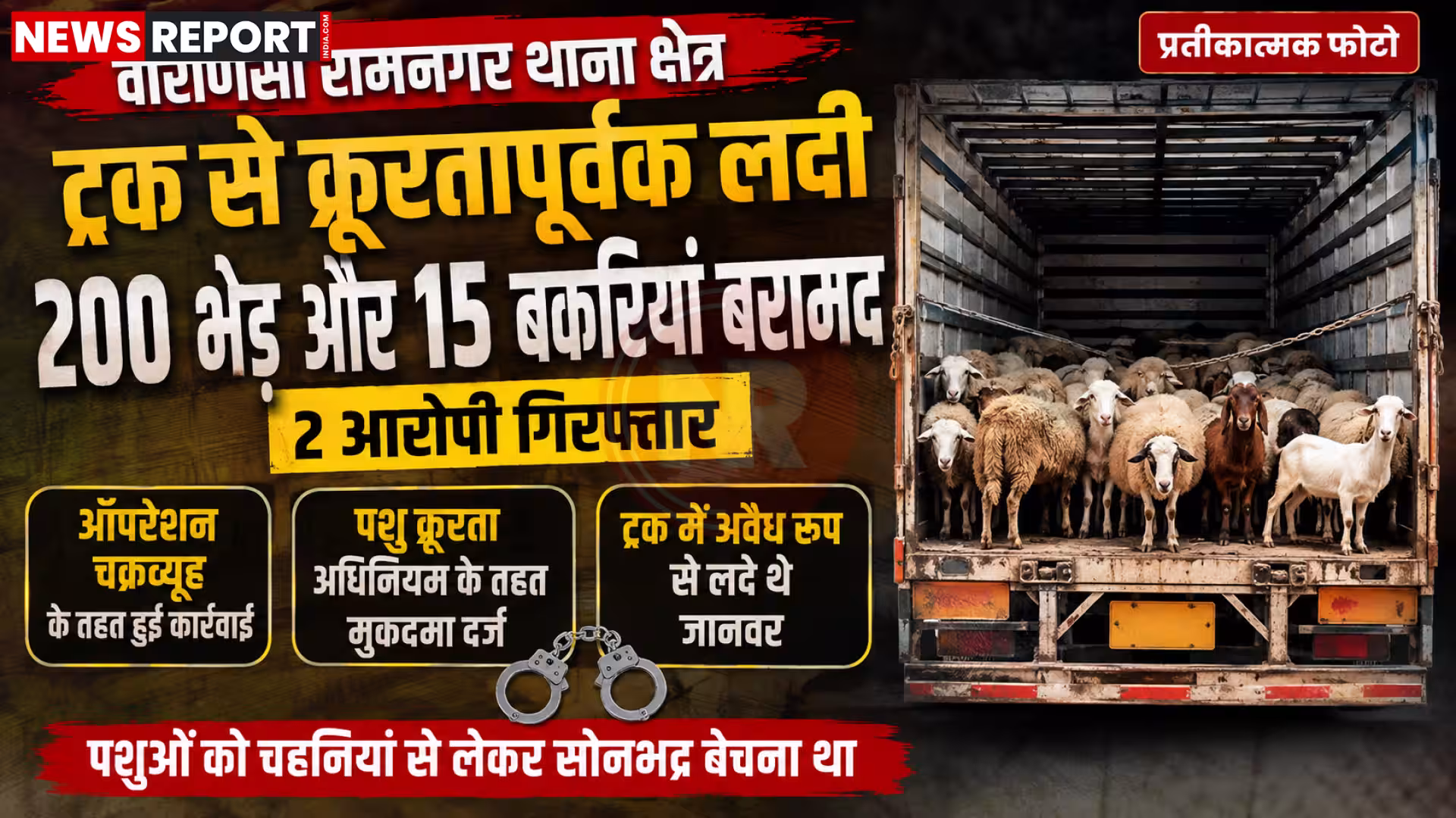 पुलिस द्वारा पकड़े गए ट्रक से उतारी जा रही भेड़ और बकरियां, साथ में गिरफ्तार आरोपी।