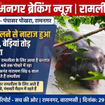 रामनगर के पंपासर पोखरे में जंजीरें तोड़कर उतरा हाथी धनराज