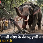 बेकाबू हाथी द्वारा महावत को हमला करते हुए और उसे जमीन पर पटकते हुए